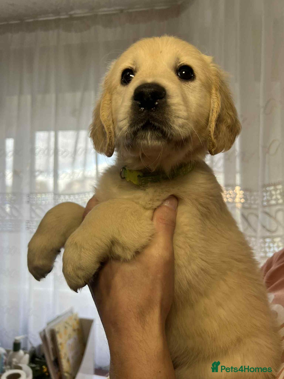 Golden Retriever dogs for sale: Golden Retriever puppies - Last Girls - Image 5