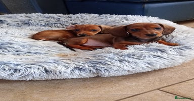 Miniature Dachshund dogs - Advert 2
