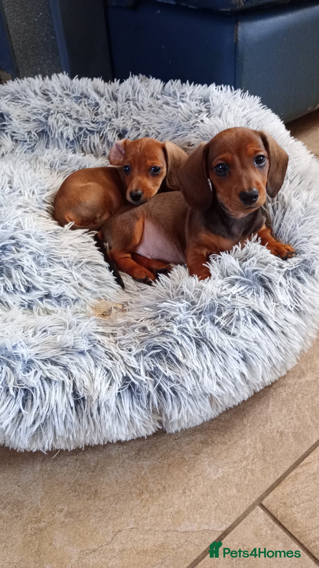 Miniature Dachshund dogs for sale: READY NOW 1 FEMALE MINIATURE dachshund  - Image 3