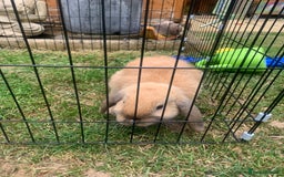 Mini Lop rabbits for sale: Two boy mini lop bunnies with cage & run  - Image 4
