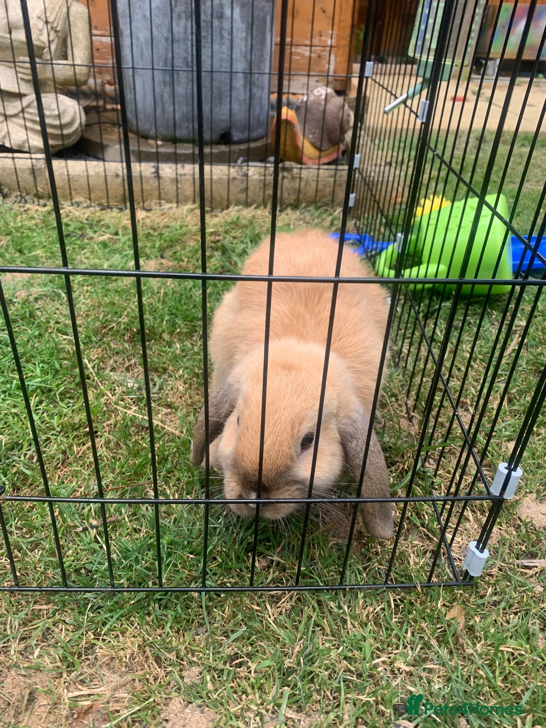 Mini Lop rabbits for sale: Two boy mini lop bunnies with cage & run  - Image 4