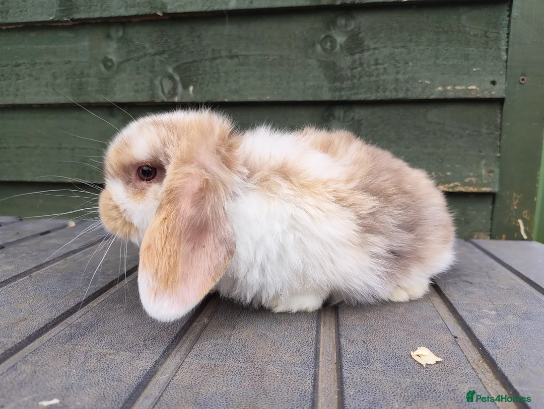 Mini Lop rabbits for sale: Beautiful Chocolate Tri doe  - Advert 5