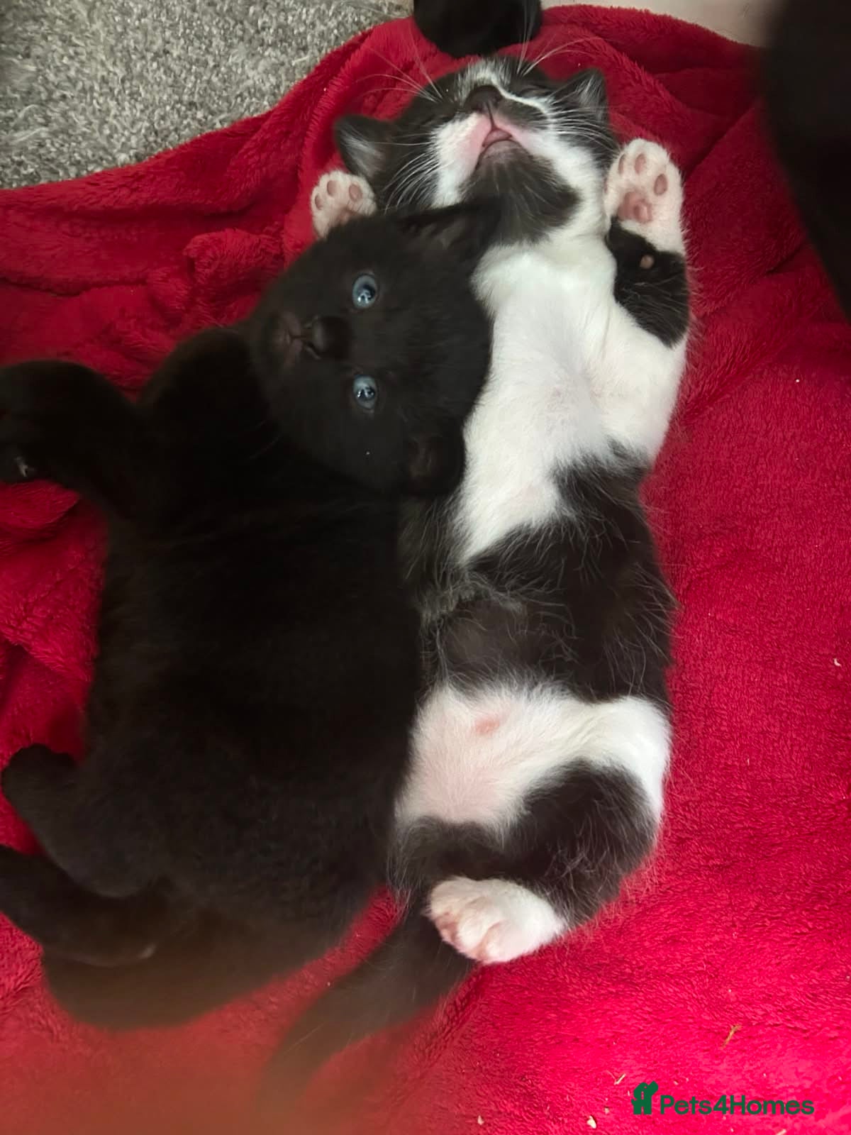Mixed Breed cats Kittens - Advert 3