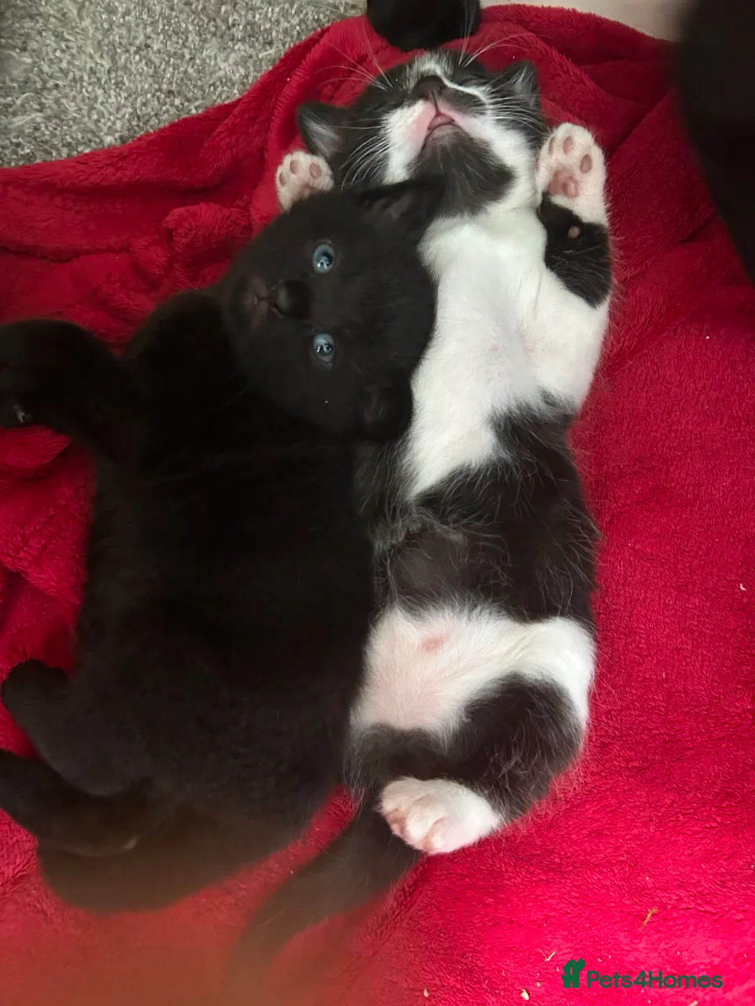 Mixed Breed cats for sale: Kittens - Advert 1