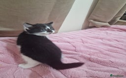 Mixed Breed cats for sale: Black and white cute kittens  - Image 9