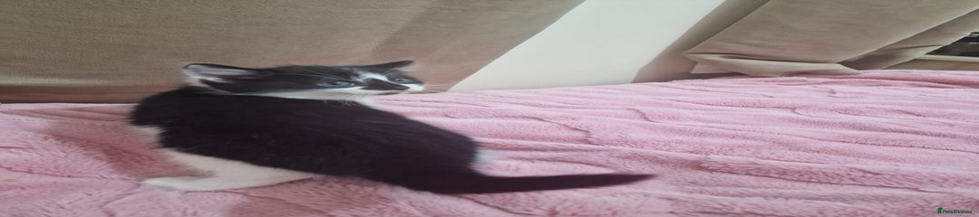 Mixed Breed Kitten 4