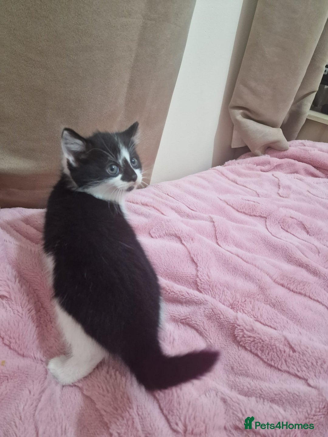 Mixed Breed cats for sale: Black and white cute kittens  - Image 9