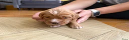 Mixed Breed dogs for sale: Beautiful Cockalier Puppies for Sale in Halifax - Advert 10