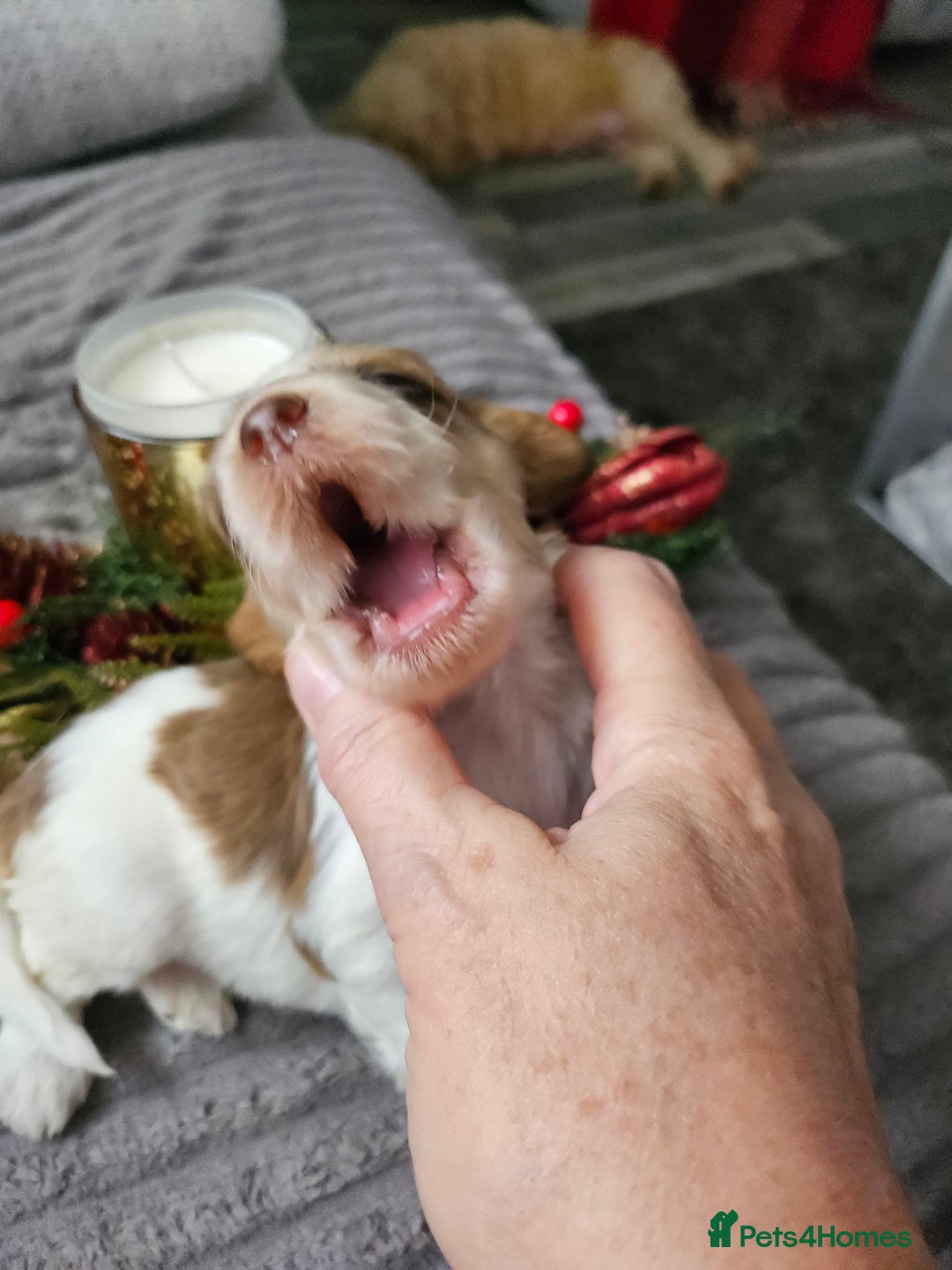 Cockapoo dogs for sale: F2 cockerpoo puppies  - Image 6