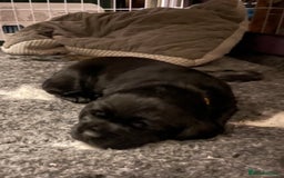 Cockerdor dogs for sale: Cocker Retriever aka Cockerdor bundles of joy - Advert 12