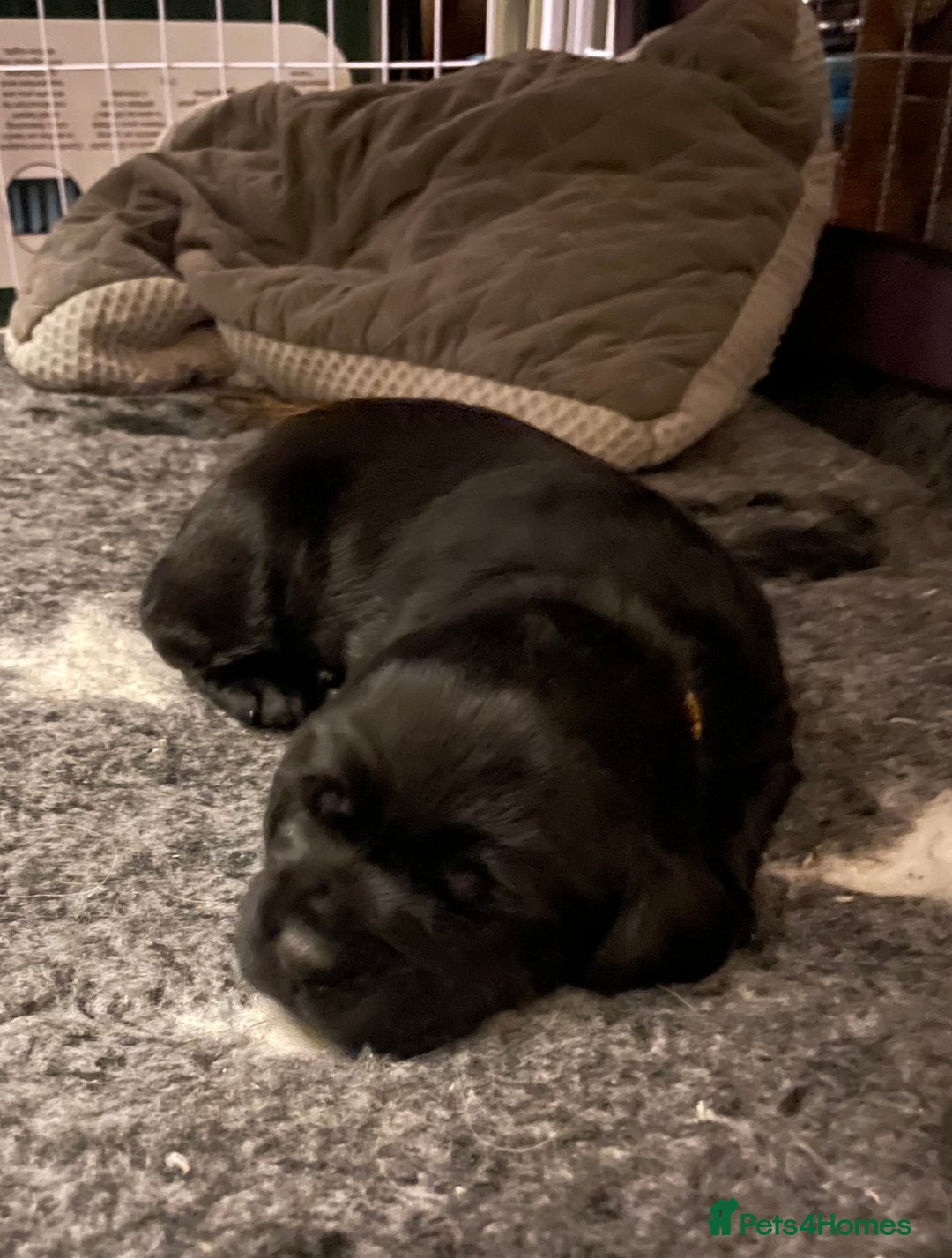 Cockerdor dogs for sale: Cocker Retriever aka Cockerdor bundles of joy - Advert 12