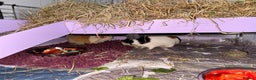 Guinea Pig rodents for sale: 4 sows with kavee cage - Advert 8
