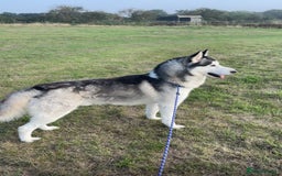 Siberian Husky dogs for sale: Siberian husky puppies - Image 16