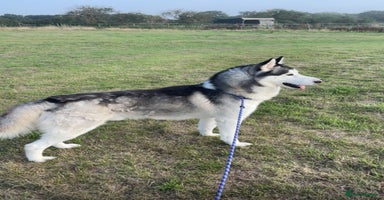 Siberian Husky dogs Siberian husky puppy bitch - Advert 12