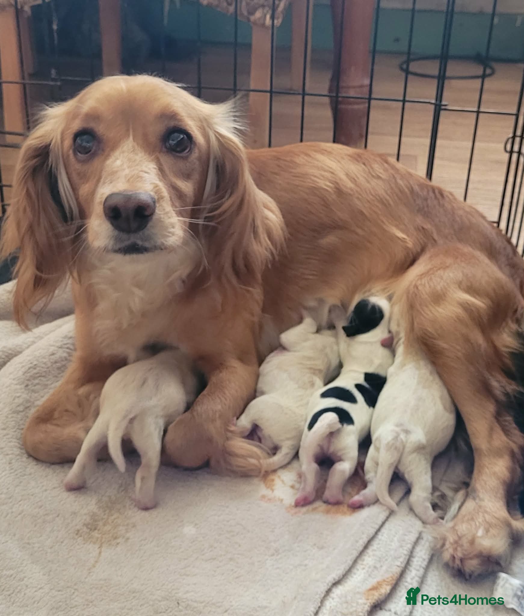 Mixed Breed dogs Cockerpoo - Advert 5