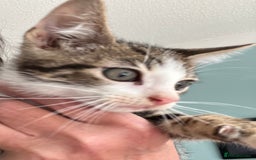 Mixed Breed cats for sale: 3 gorgeous Toms for sale - Image 5
