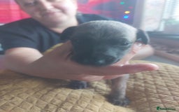 Whippet dogs for sale: Whippet Puppies - Image 9