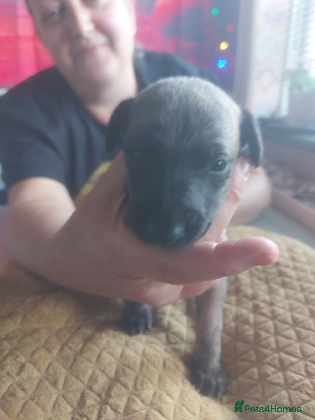 Whippet dogs for sale: Whippet Puppies - Image 9