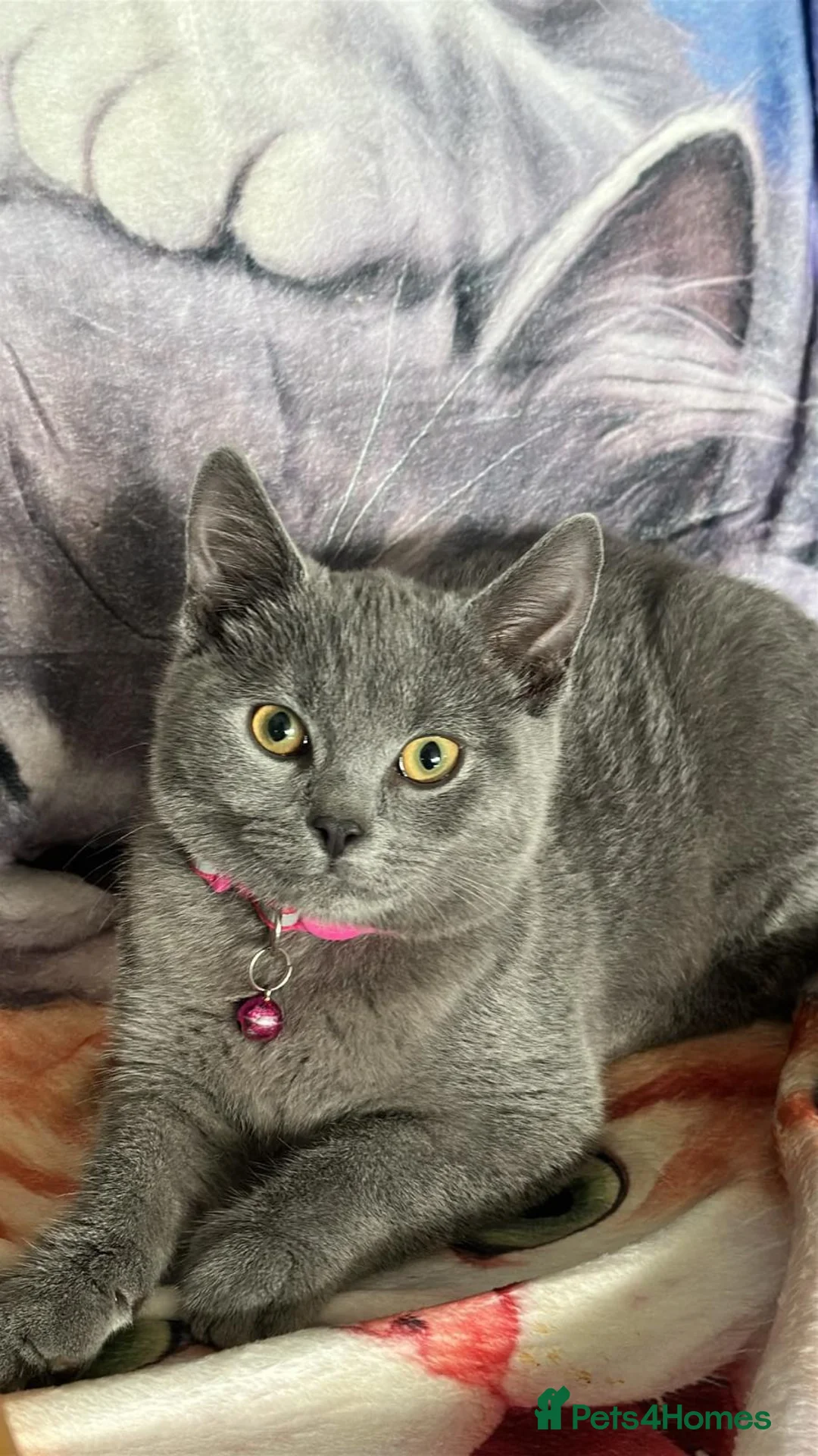 Mixed Breed cats for sale: Last Absolutely stunning bsh x Russian Blue boys - Advert 2