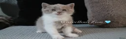 British Shorthair cats for sale: TICA British Shorthair & Longhair Kittens  - Advert 15