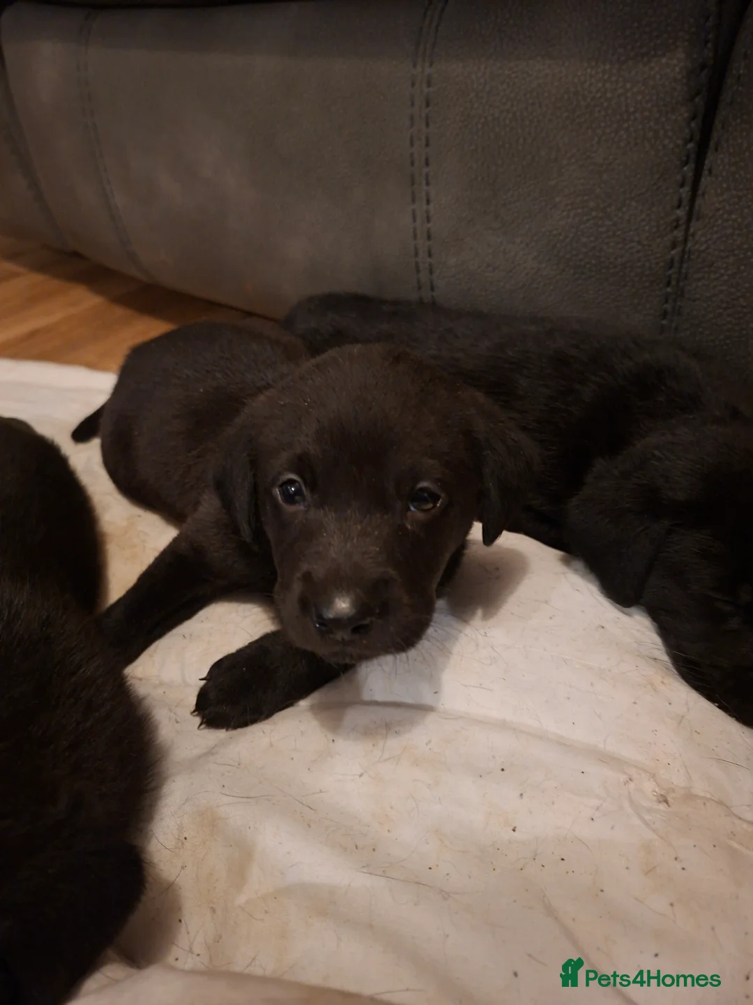 Labrador Retriever dogs for sale: KC reg black labrador  - Advert 13