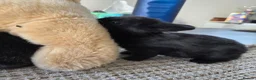 Mini Lion Lop rabbits for sale: Cutest bunnys  in Gillingham - Advert 8