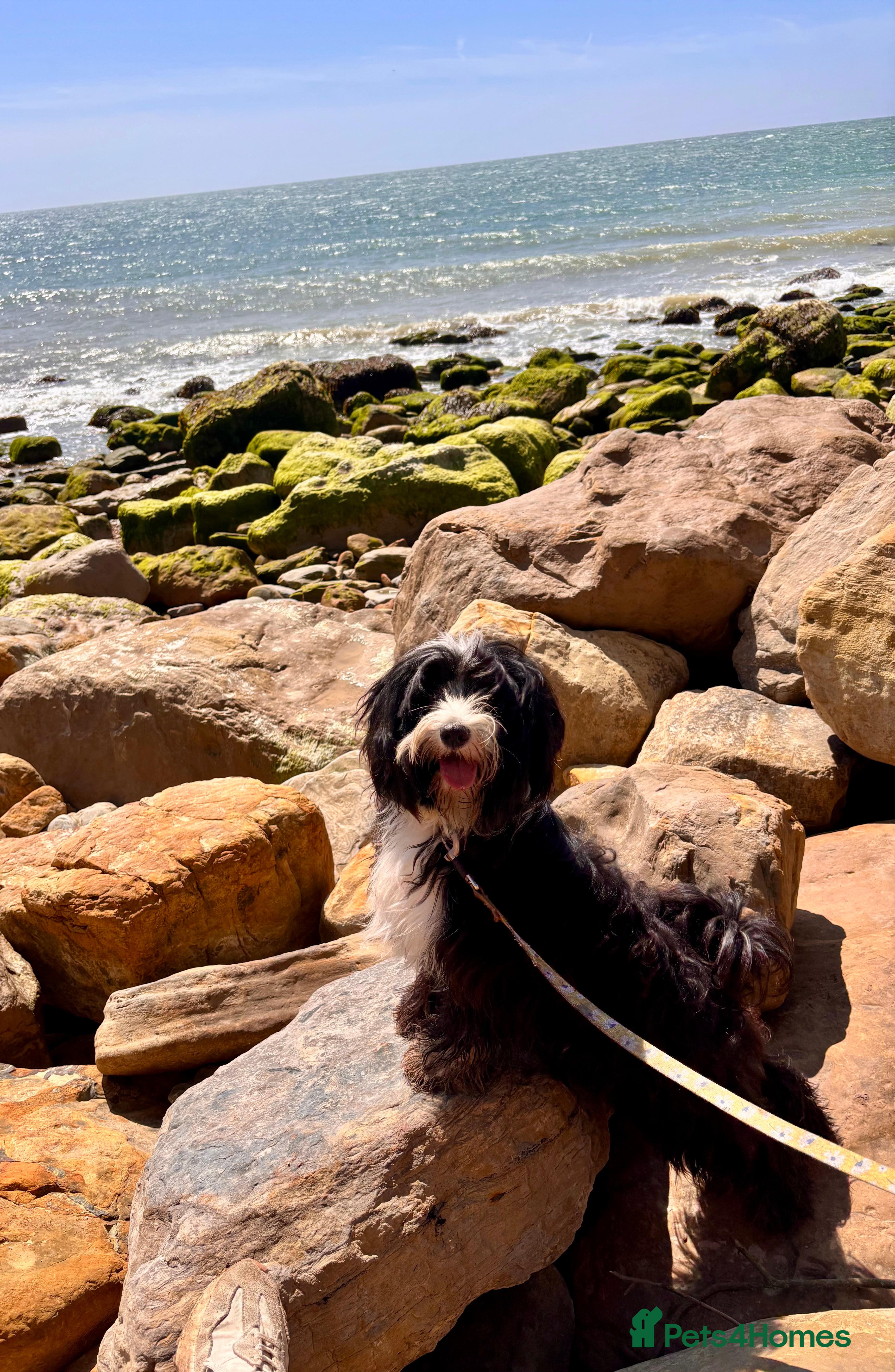 Tibetan Terrier dogs Tibetan Terrier puppies for sale  - Advert 1