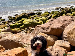 Tibetan Terrier dogs Tibetan Terrier puppies for sale - Advert 2