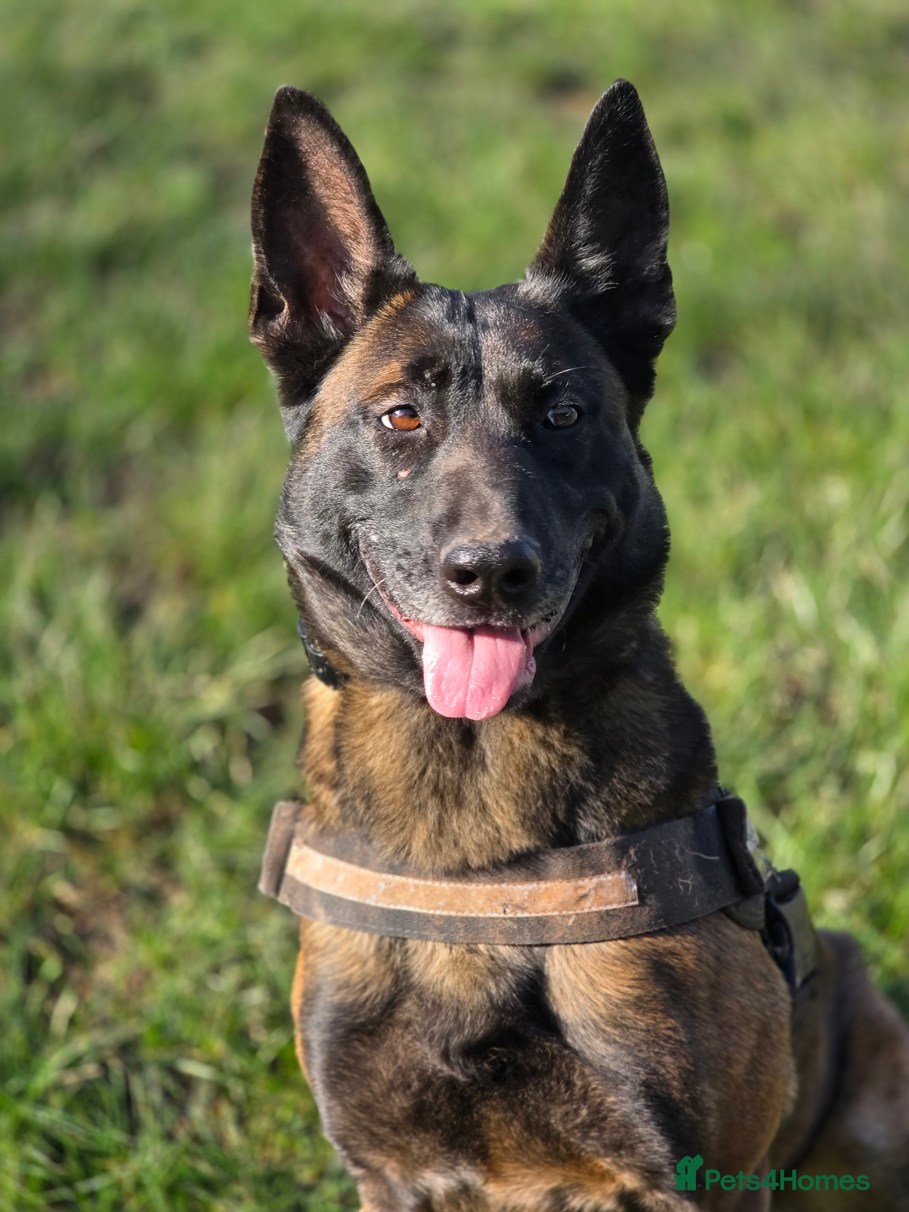 Belgian Shepherd Dog dogs Maggie 3-year-old Belgian Malinois. - Advert 20