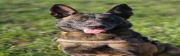 Belgian Shepherd Dog dogs for sale: Maggie 3-year-old Belgian Malinois. - Advert 1