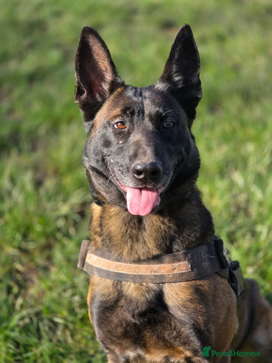 Belgian Shepherd Dog dogs for sale: Maggie 3-year-old Belgian Malinois. - Advert 1