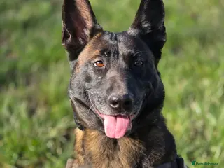 Belgian Shepherd Dog dogs Maggie 3-year-old Belgian Malinois. - Advert 20