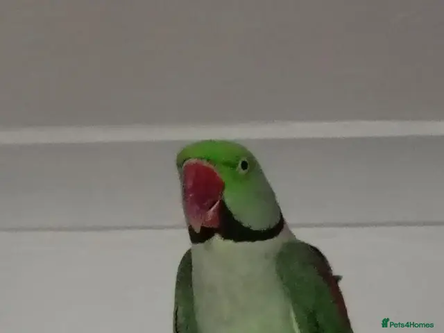 Parrots birds Alexandrian Parrott - Advert 1