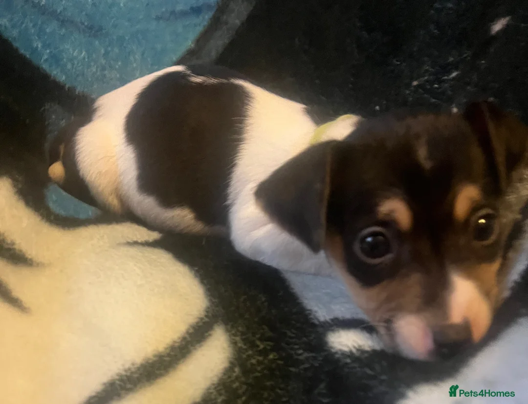 Jack Russell dogs for sale: Miniature rare natural bobtailed jack Russells - Advert 36