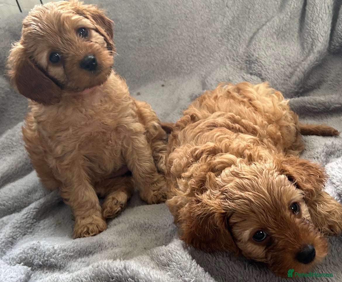 Cavapoo dogs  SUPER Extensively Health tested 280 ALL CLEAR🐾🐶 - Advert 1
