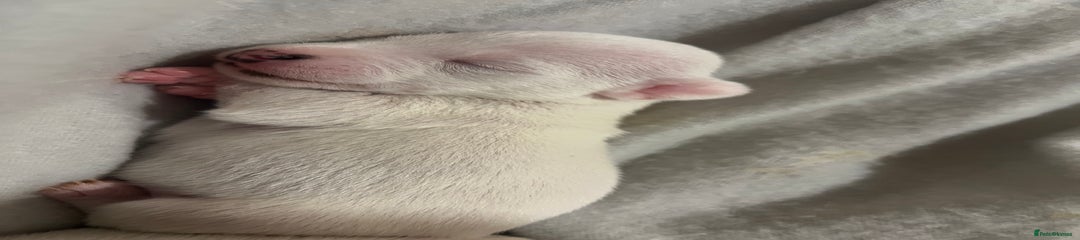 Jack Russell Puppy 4