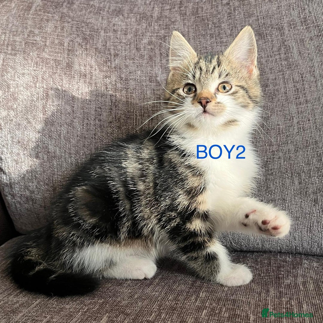 Mixed Breed cats for sale: Amazing kittens for sale  - Advert 5