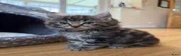 Maine Coon cats for sale: X3 Maine Coon Tabbys  - Advert 12
