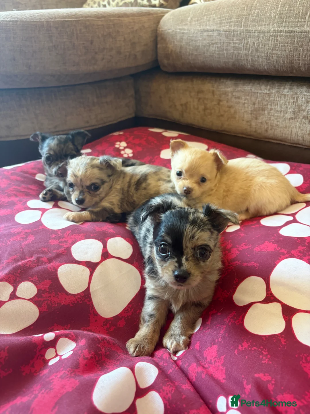 Chihuahua dogs for sale: Beautiful Long haired Merle chihuahua female pups in Nottingham - Advert 1
