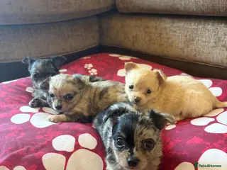 Chihuahua dogs Beautiful Long haired Merle chihuahua female pups - Advert 9