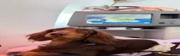 Miniature Dachshund dogs for stud: KC Registered Miniature Long-Haired Dachshund in London - Advert 9