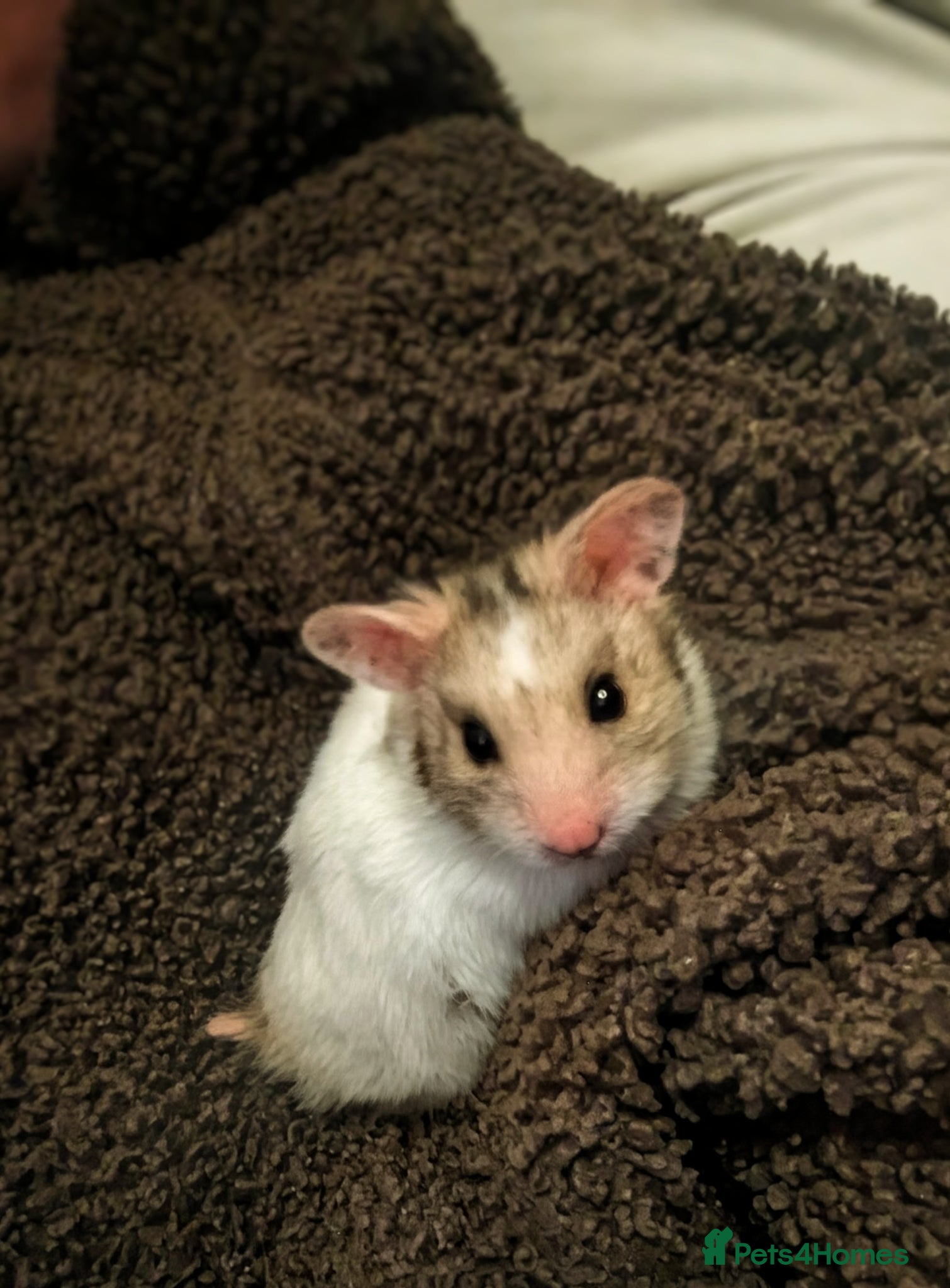 Hamster rodents hamster  - Advert 5