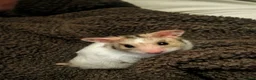 Hamster rodents for sale: hamster  - Advert 1