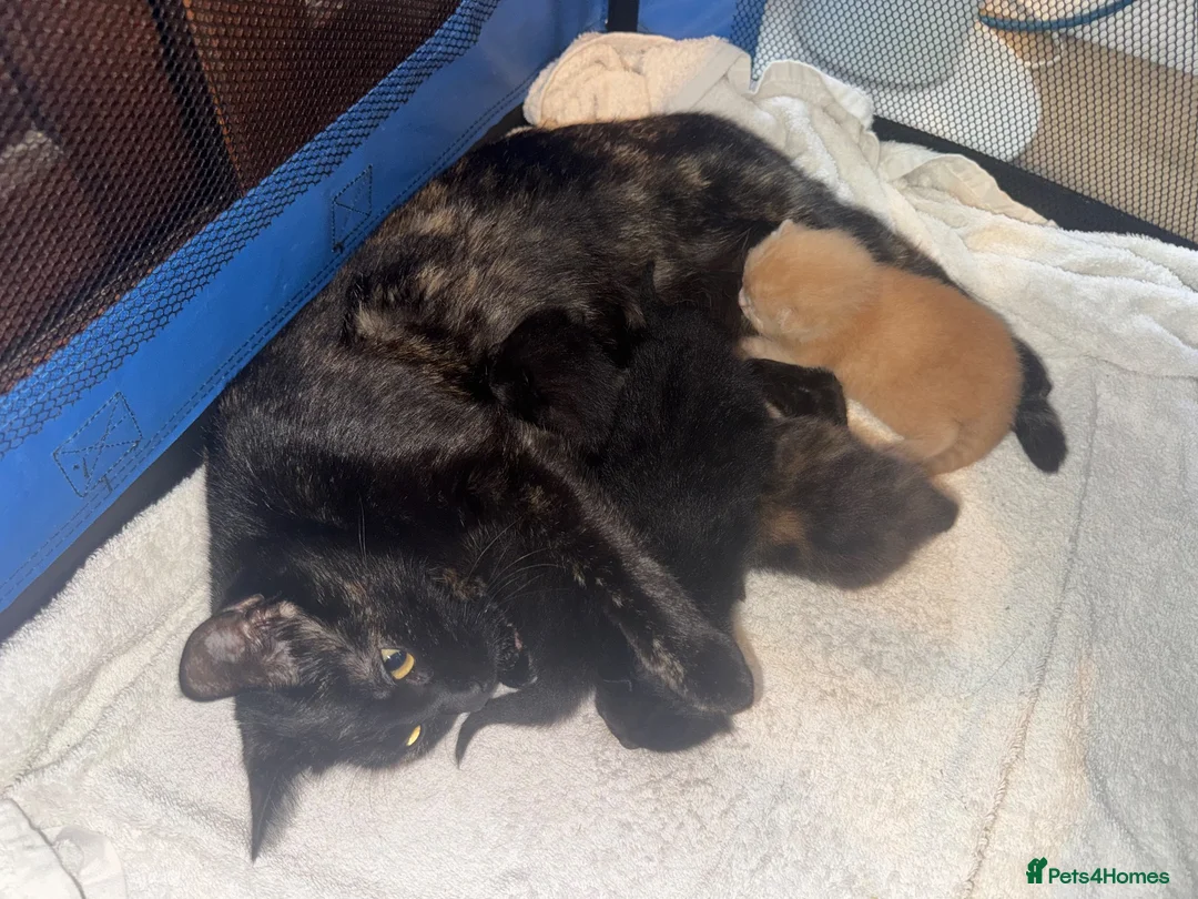 Mixed Breed cats for sale: Kitten looking for a lovely home  in Frinton-on-Sea - Advert 2