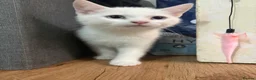 Mixed Breed cats for sale: Two little girls - Advert 4
