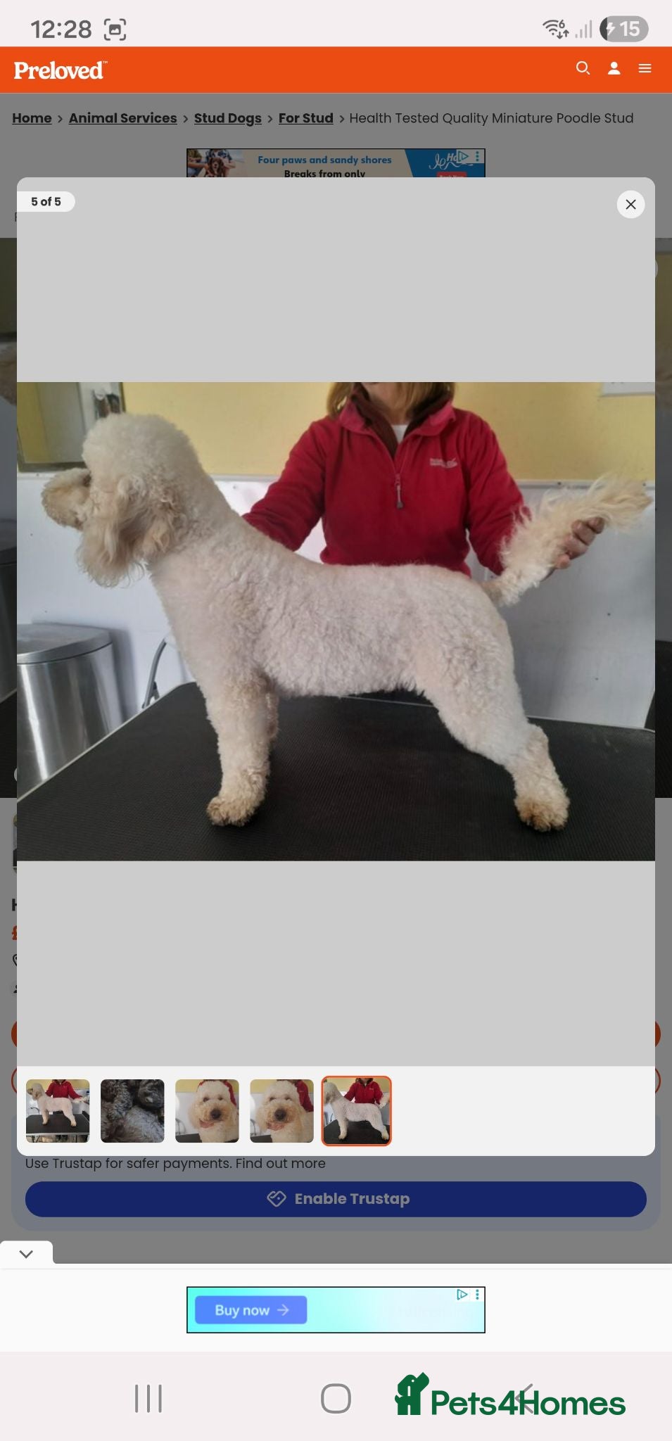 Miniature Poodle dogs Health tested Kc Reg Miniature Poodle Stud - Advert 1