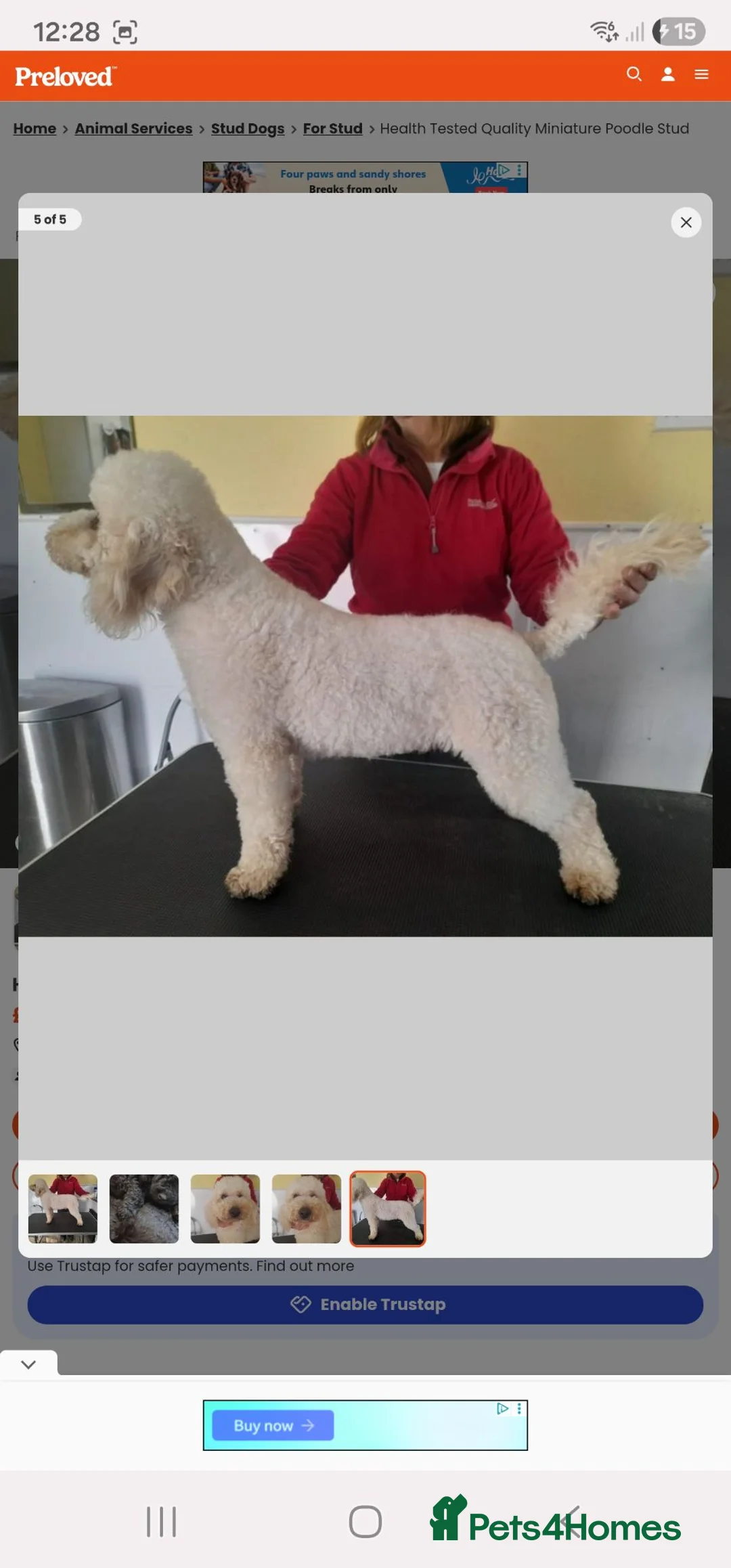 Miniature Poodle dogs for stud: Health tested Kc Reg Miniature Poodle Stud - Advert 1