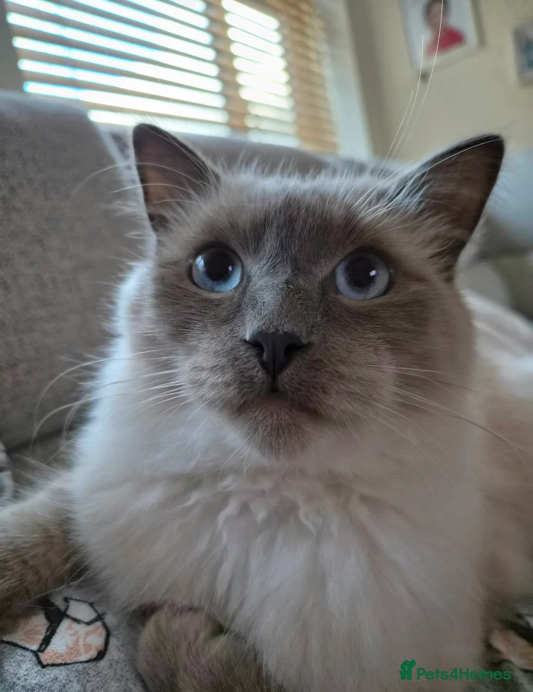 Ragdoll cats for sale: gorgeous ragdoll kitten 💖 - Advert 2