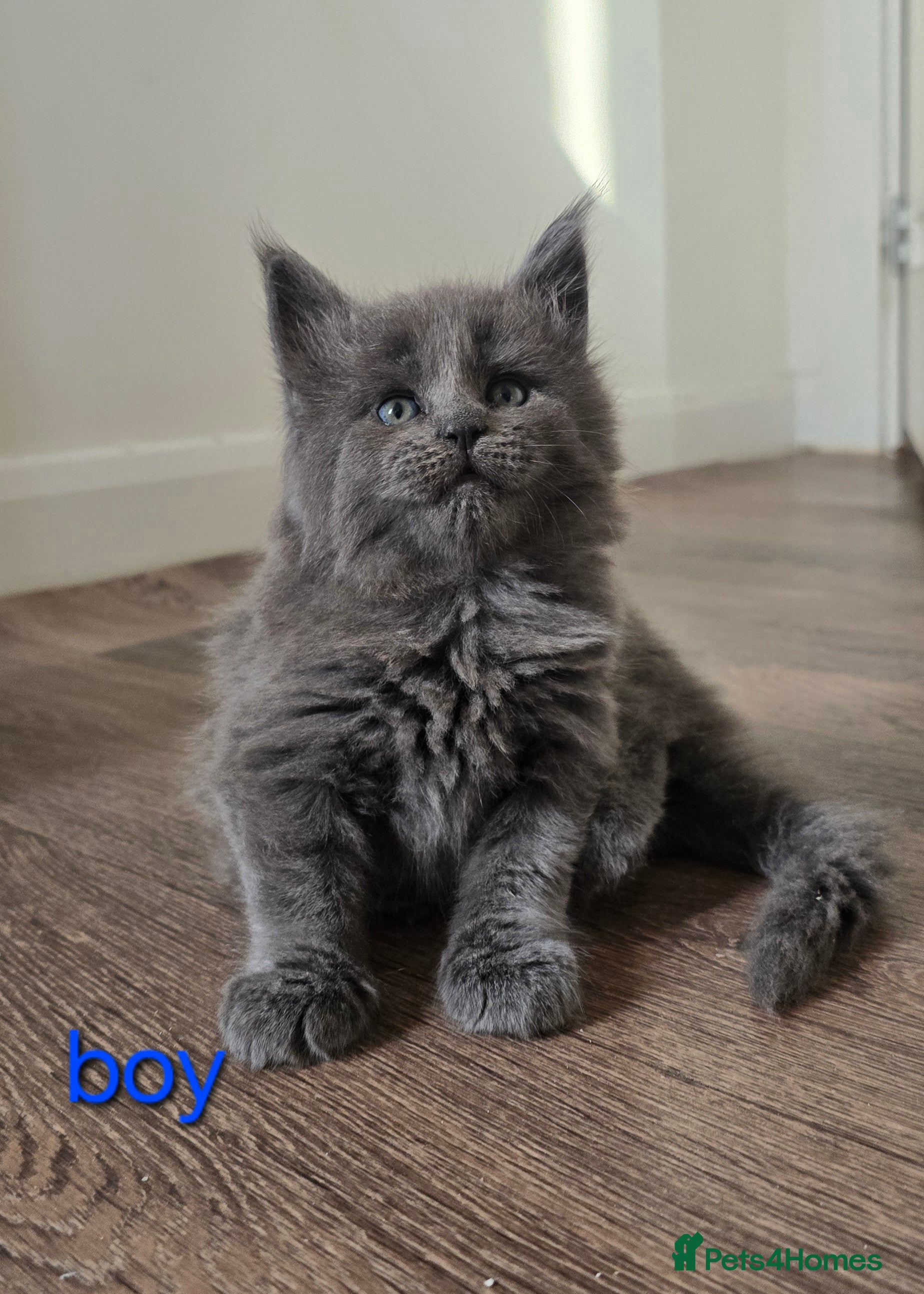 Maine Coon cats Maine coon kittens  - Advert 1