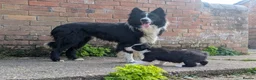 Border Collie dogs for sale: Border Collie Puppies for sale - Advert 8